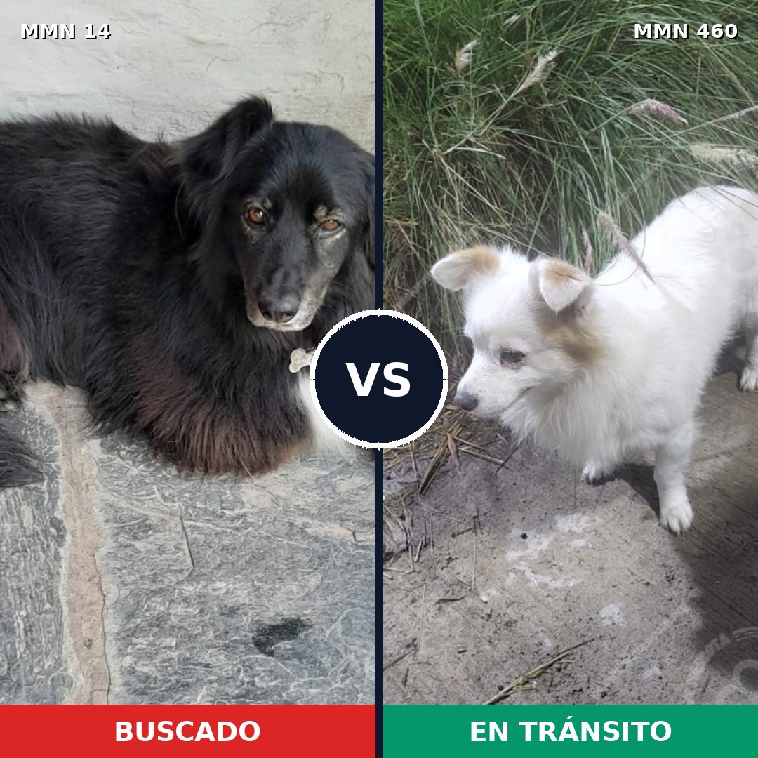 Comparativa MMS 741: mascota perdida y mascota encontrada, 50% de similitud
