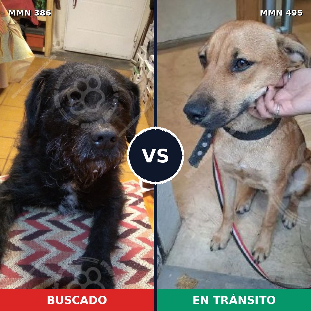 Comparativa MMS 7411: mascota perdida y mascota encontrada, 71% de similitud