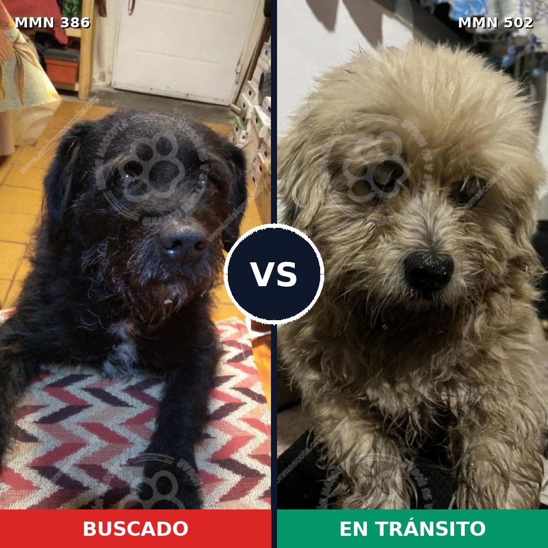Comparativa MMS 7412: mascota perdida y mascota encontrada, 65% de similitud