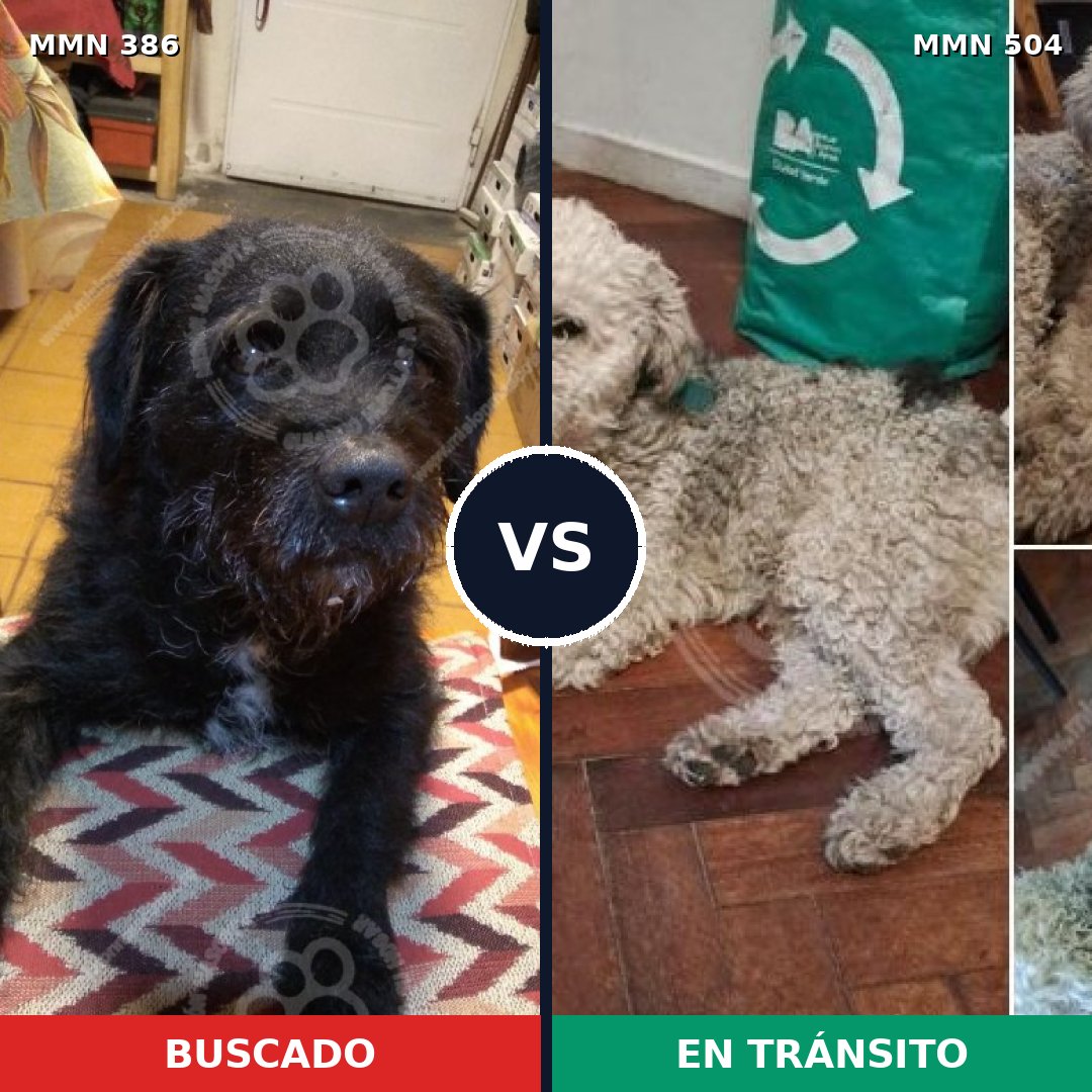 Comparativa MMS 7413: mascota perdida y mascota encontrada, 47% de similitud