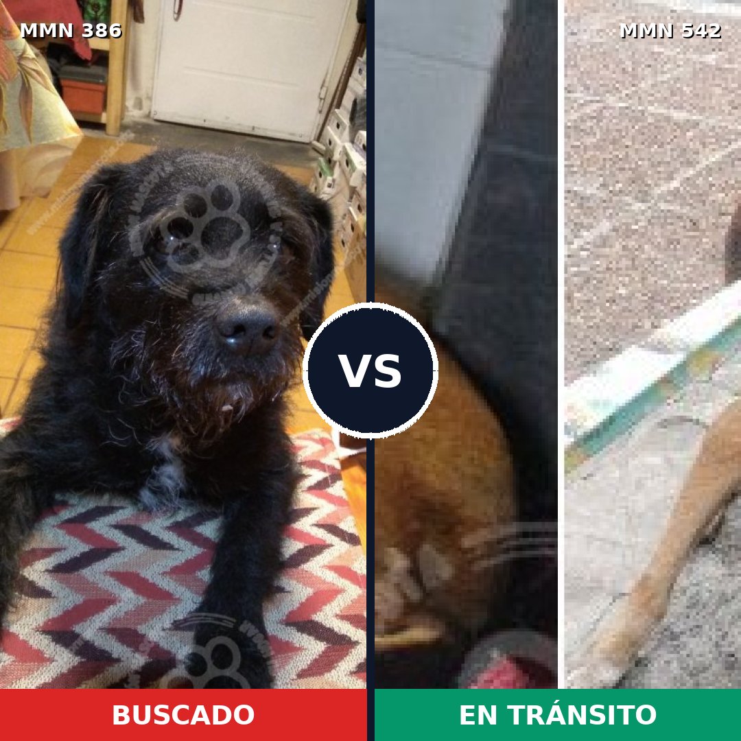 Comparativa MMS 7416: mascota perdida y mascota encontrada, 68% de similitud