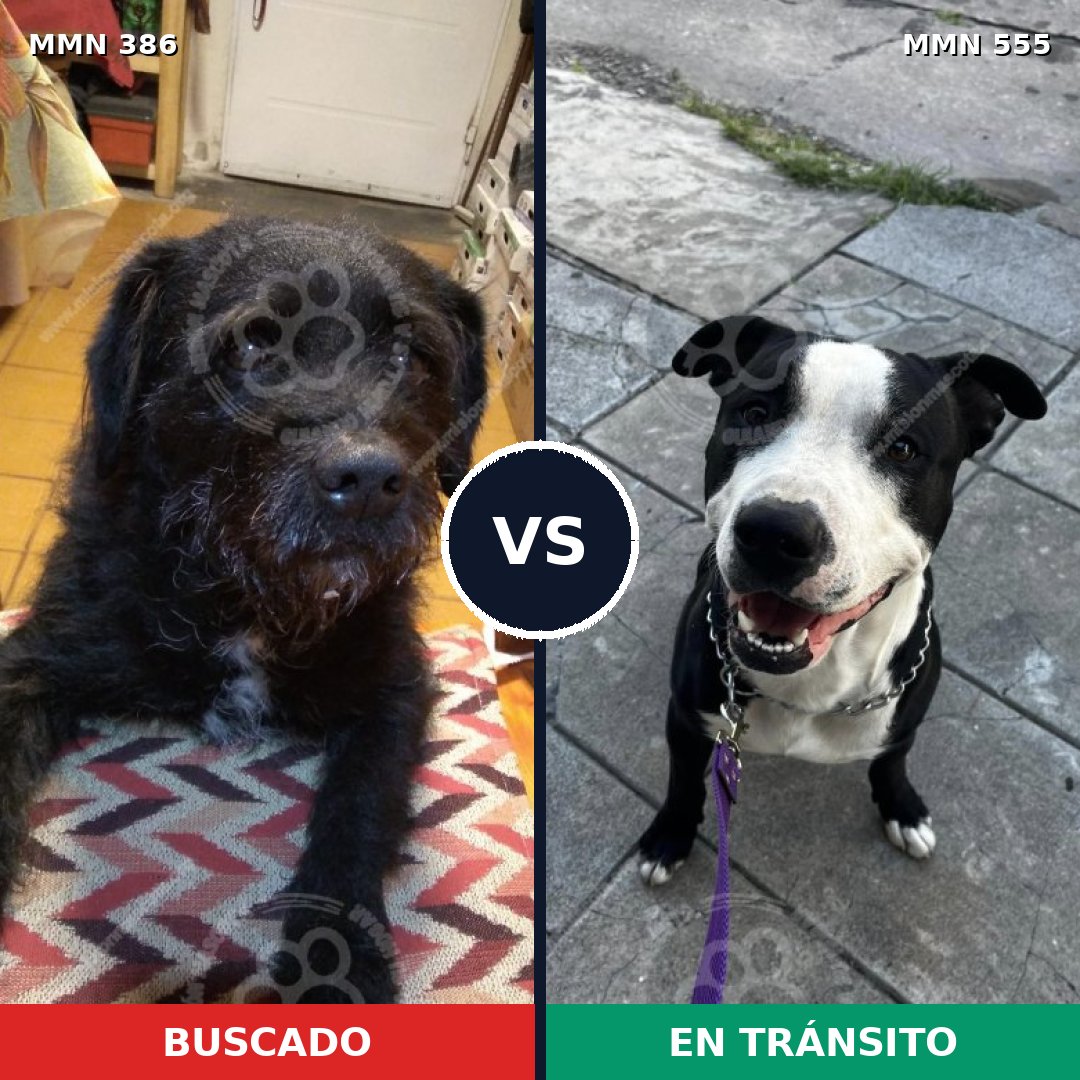 Comparativa MMS 7418: mascota perdida y mascota encontrada, 46% de similitud