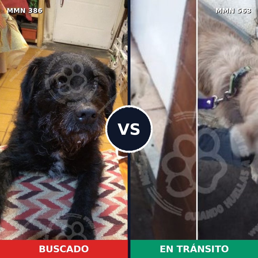 Comparativa MMS 7419: mascota perdida y mascota encontrada, 44% de similitud