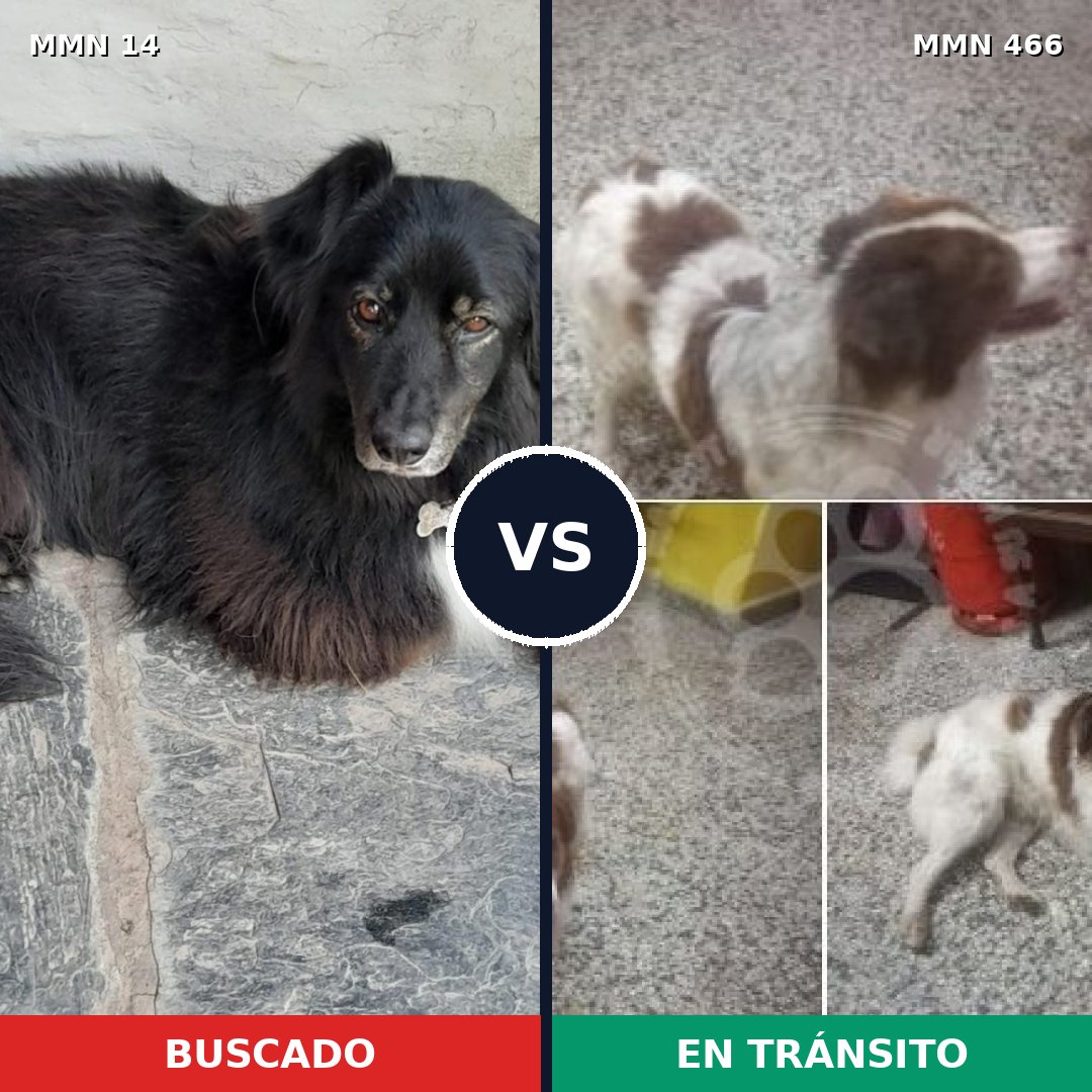 Comparativa MMS 742: mascota perdida y mascota encontrada, 60% de similitud