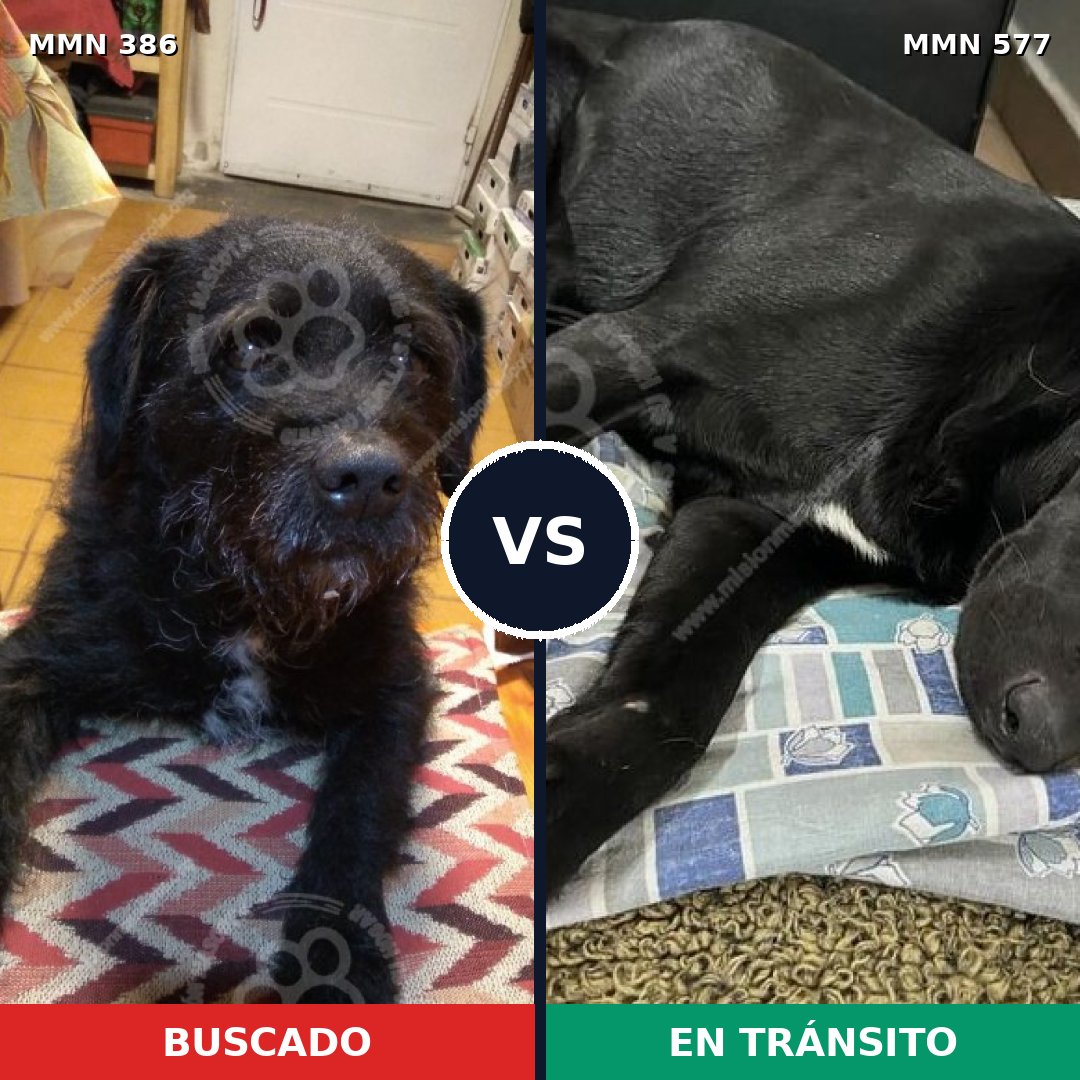 Comparativa MMS 7421: mascota perdida y mascota encontrada, 89% de similitud