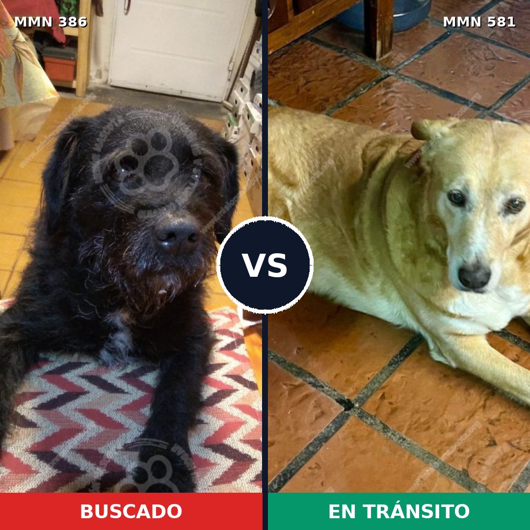 Comparativa MMS 7422: mascota perdida y mascota encontrada, 71% de similitud