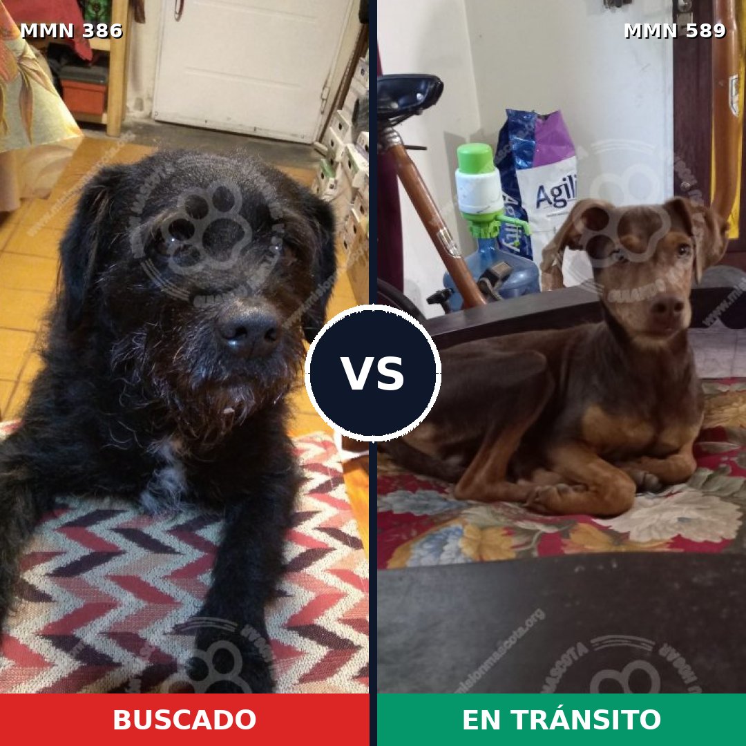 Comparativa MMS 7423: mascota perdida y mascota encontrada, 53% de similitud