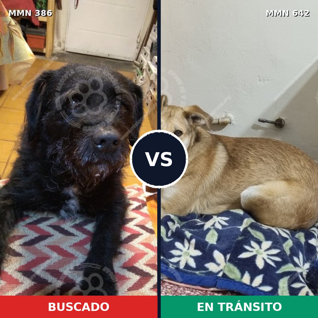 Comparativa MMS 7427: mascota perdida y mascota encontrada, 60% de similitud