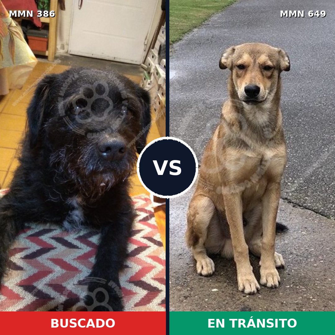 Comparativa MMS 7428: mascota perdida y mascota encontrada, 34% de similitud