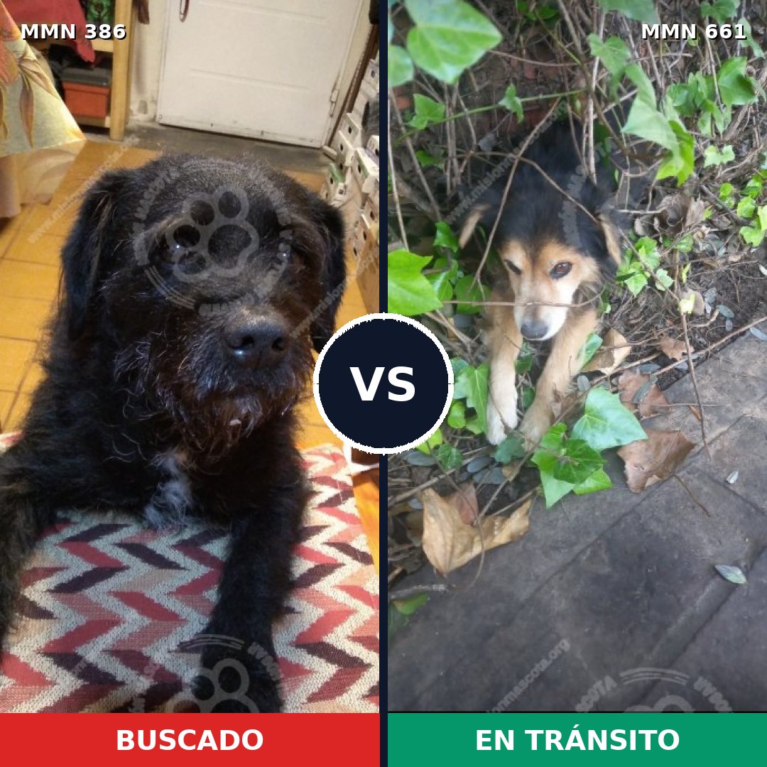 Comparativa MMS 7429: mascota perdida y mascota encontrada, 37% de similitud
