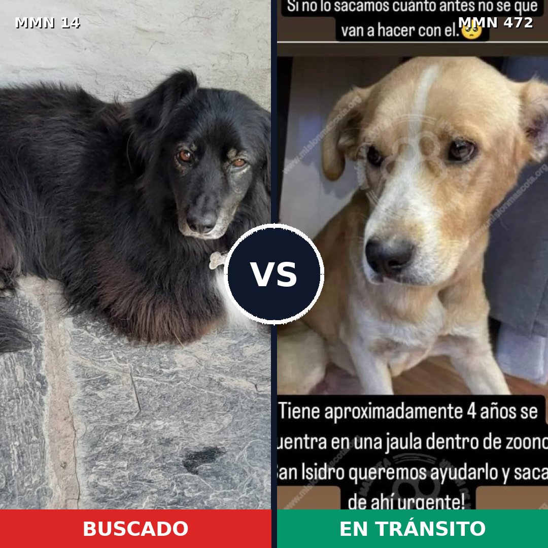 Comparativa MMS 743: mascota perdida y mascota encontrada, 62% de similitud