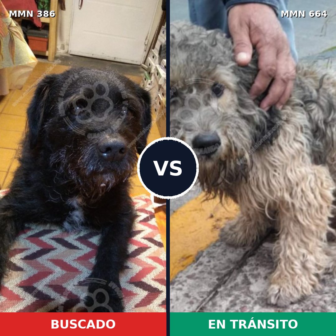 Comparativa MMS 7430: mascota perdida y mascota encontrada, 84% de similitud