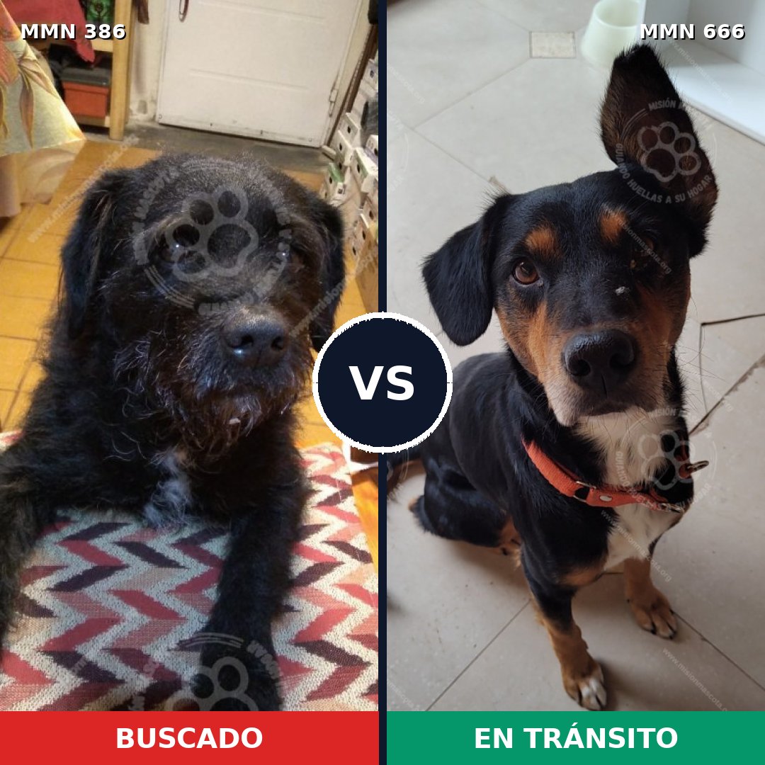 Comparativa MMS 7431: mascota perdida y mascota encontrada, 58% de similitud