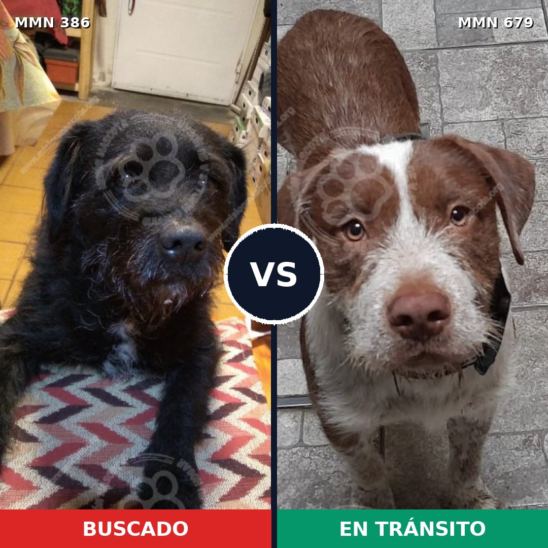 Comparativa MMS 7432: mascota perdida y mascota encontrada, 68% de similitud
