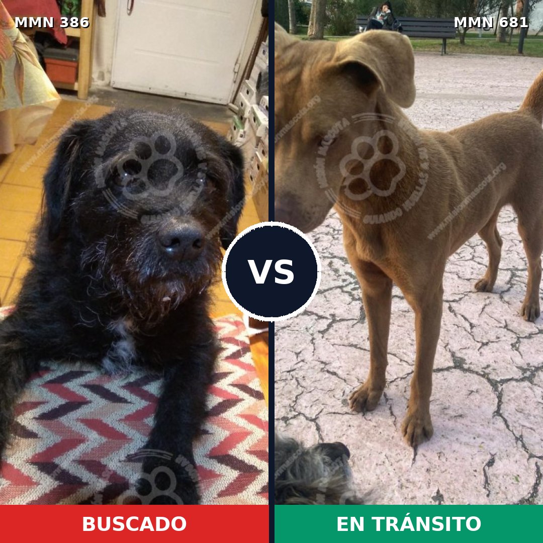 Comparativa MMS 7434: mascota perdida y mascota encontrada, 34% de similitud