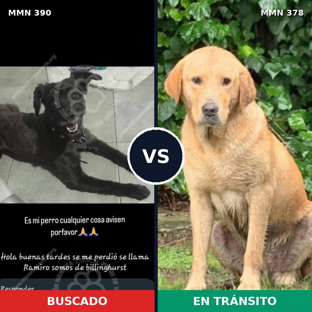 Comparativa MMS 7435: mascota perdida y mascota encontrada, 31% de similitud