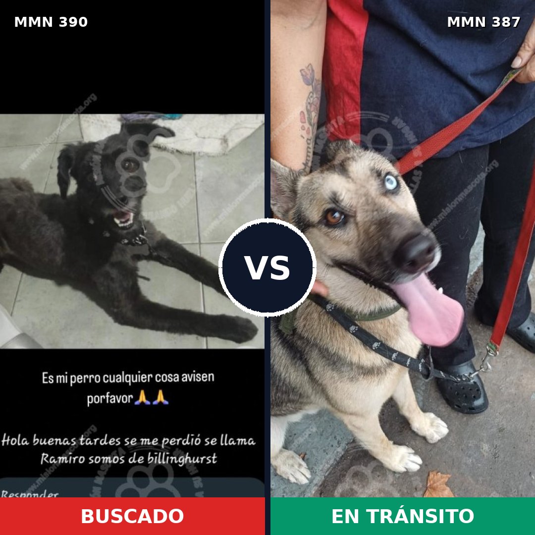 Comparativa MMS 7436: mascota perdida y mascota encontrada, 40% de similitud