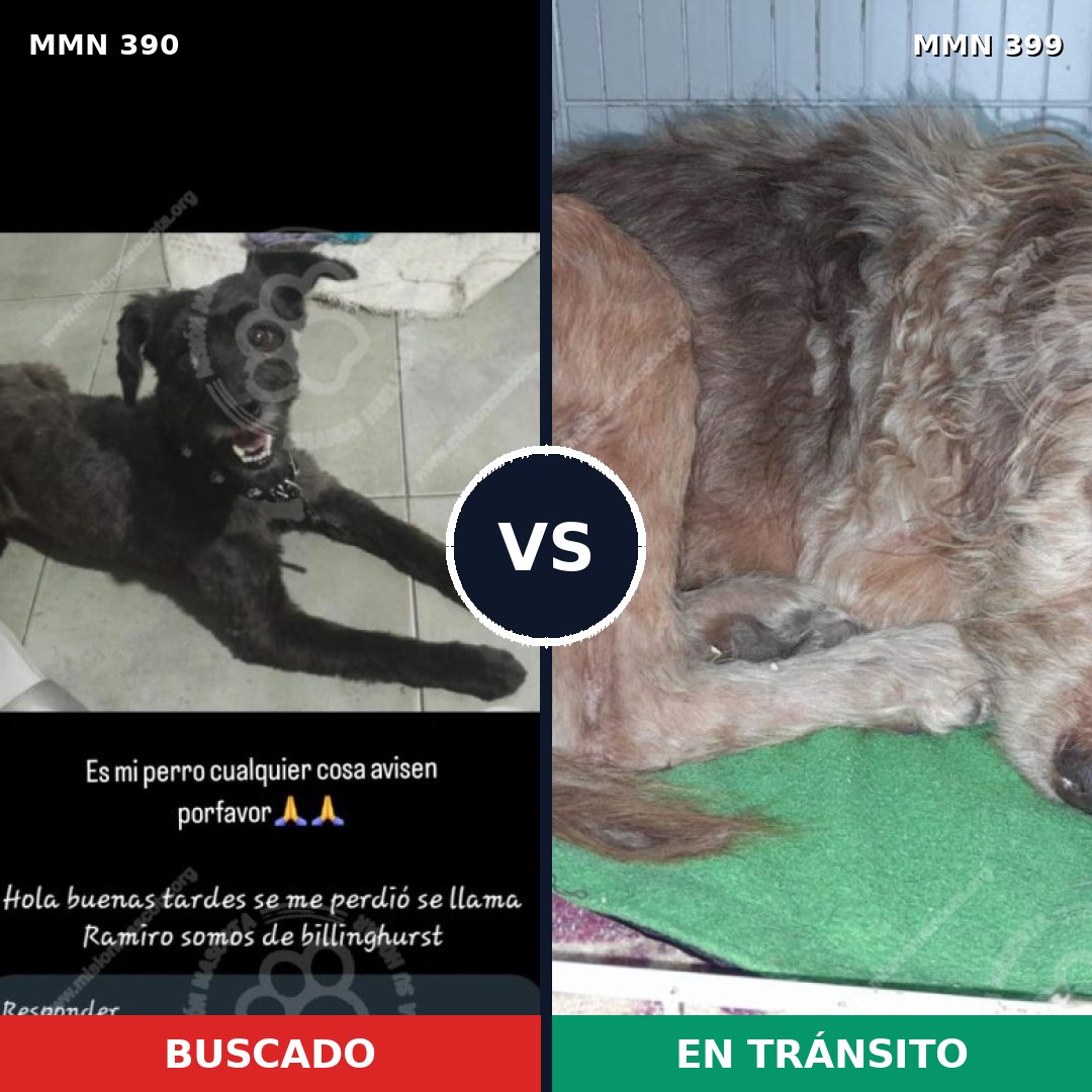 Comparativa MMS 7437: mascota perdida y mascota encontrada, 45% de similitud