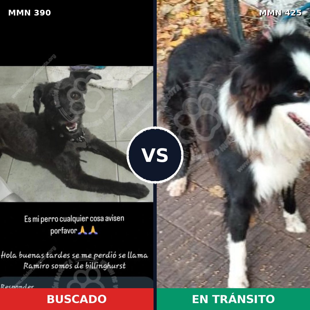 Comparativa MMS 7439: mascota perdida y mascota encontrada, 37% de similitud