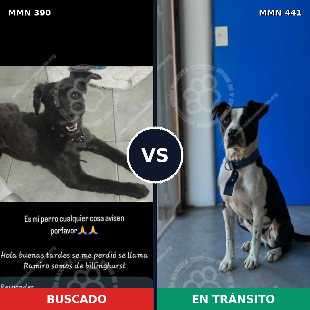 Comparativa MMS 7440: mascota perdida y mascota encontrada, 42% de similitud