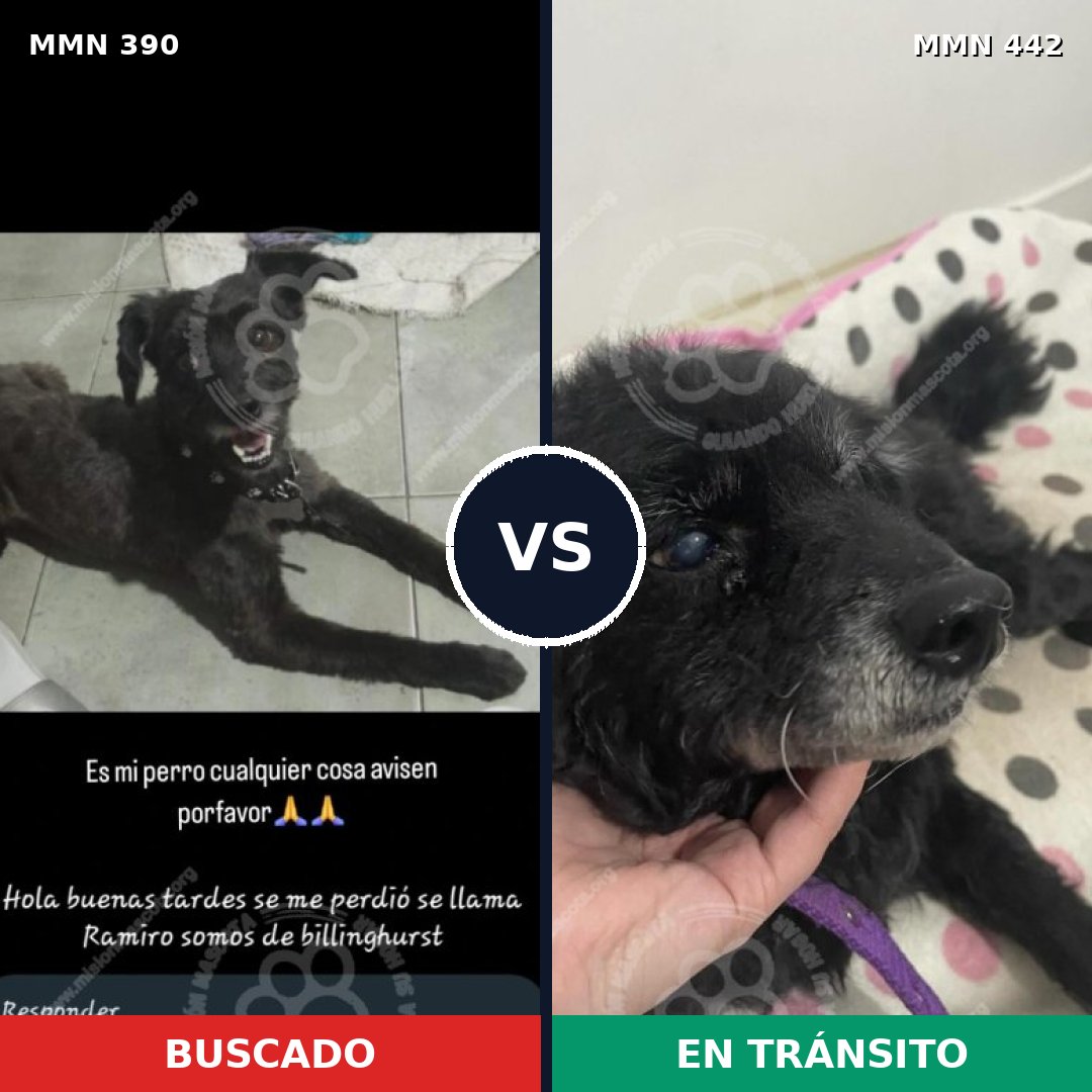 Comparativa MMS 7441: mascota perdida y mascota encontrada, 47% de similitud