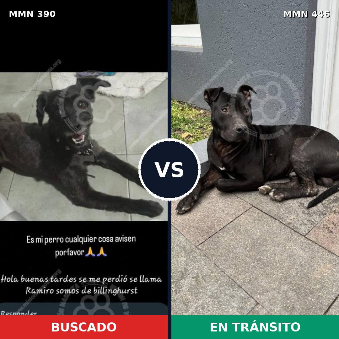 Comparativa MMS 7442: mascota perdida y mascota encontrada, 52% de similitud