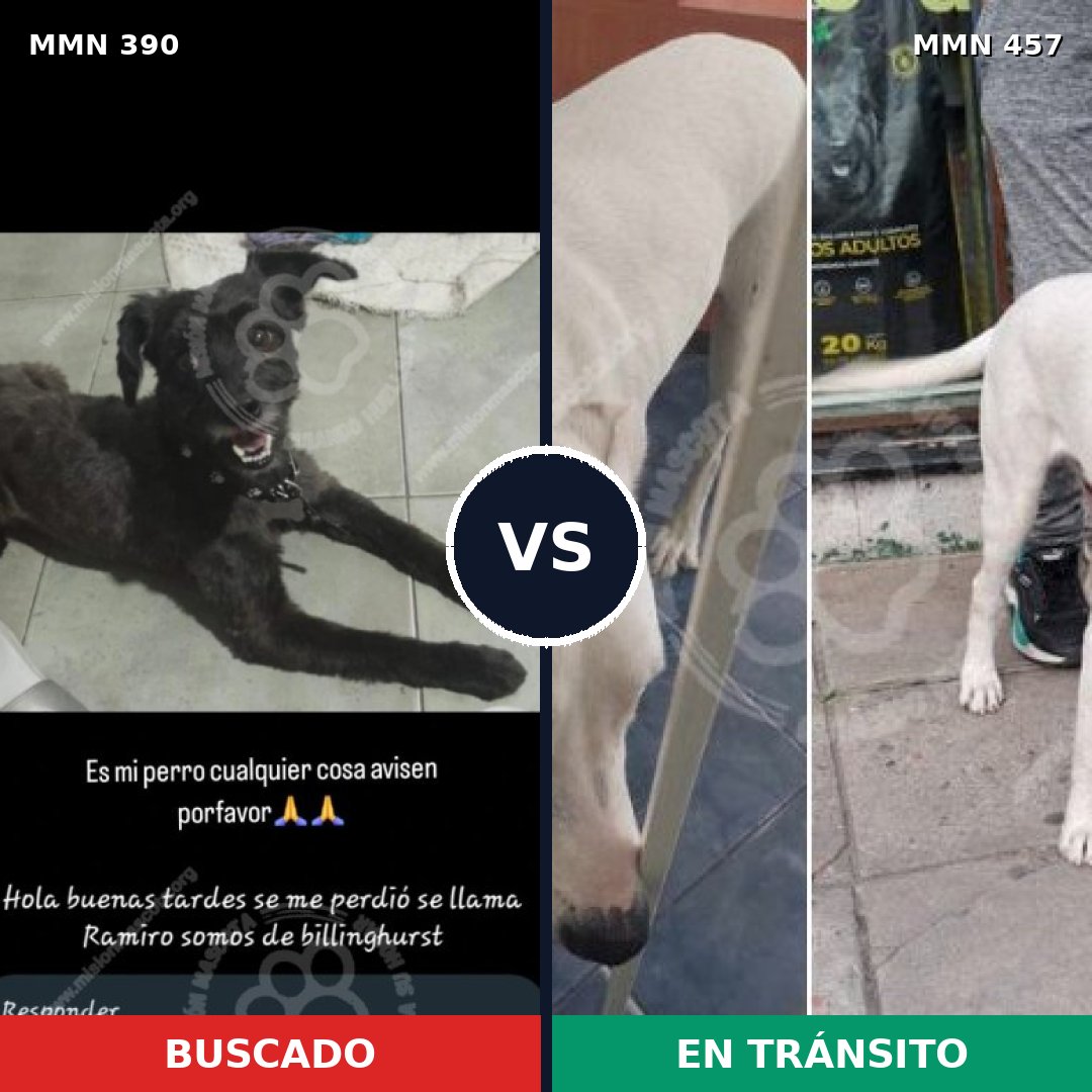 Comparativa MMS 7443: mascota perdida y mascota encontrada, 38% de similitud