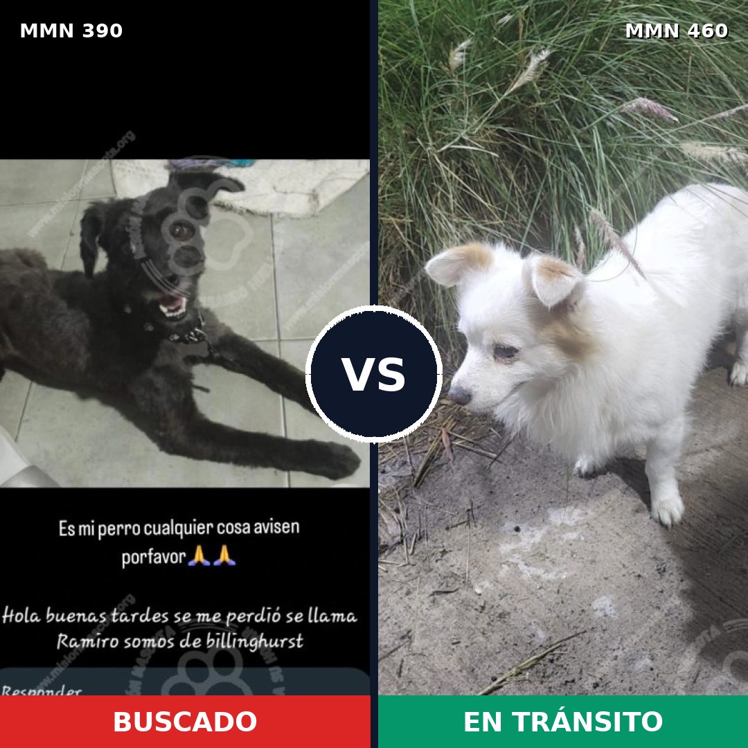 Comparativa MMS 7444: mascota perdida y mascota encontrada, 32% de similitud