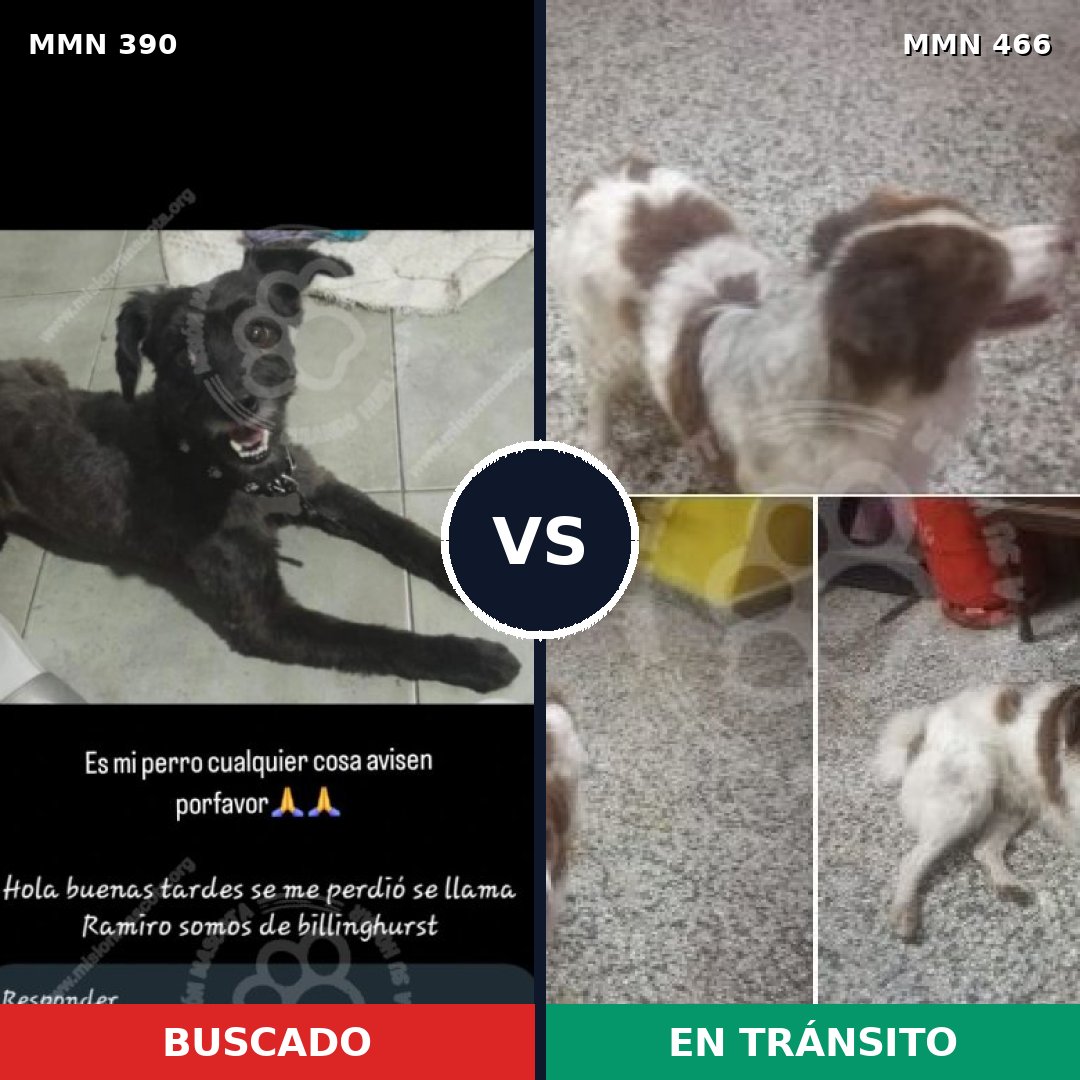 Comparativa MMS 7445: mascota perdida y mascota encontrada, 42% de similitud