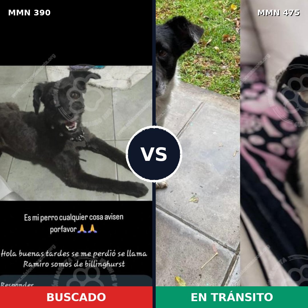 Comparativa MMS 7446: mascota perdida y mascota encontrada, 52% de similitud