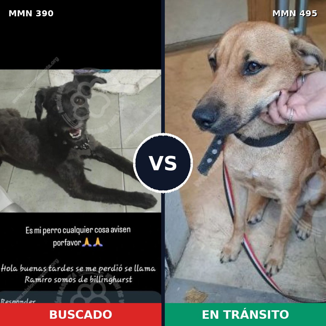 Comparativa MMS 7448: mascota perdida y mascota encontrada, 40% de similitud