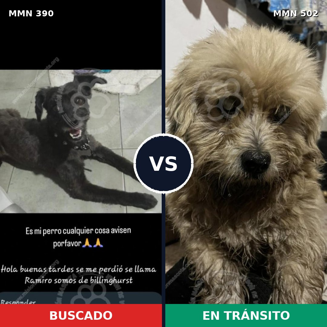 Comparativa MMS 7449: mascota perdida y mascota encontrada, 32% de similitud