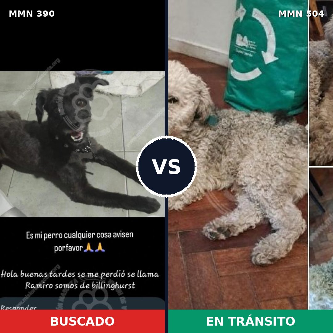 Comparativa MMS 7450: mascota perdida y mascota encontrada, 77% de similitud