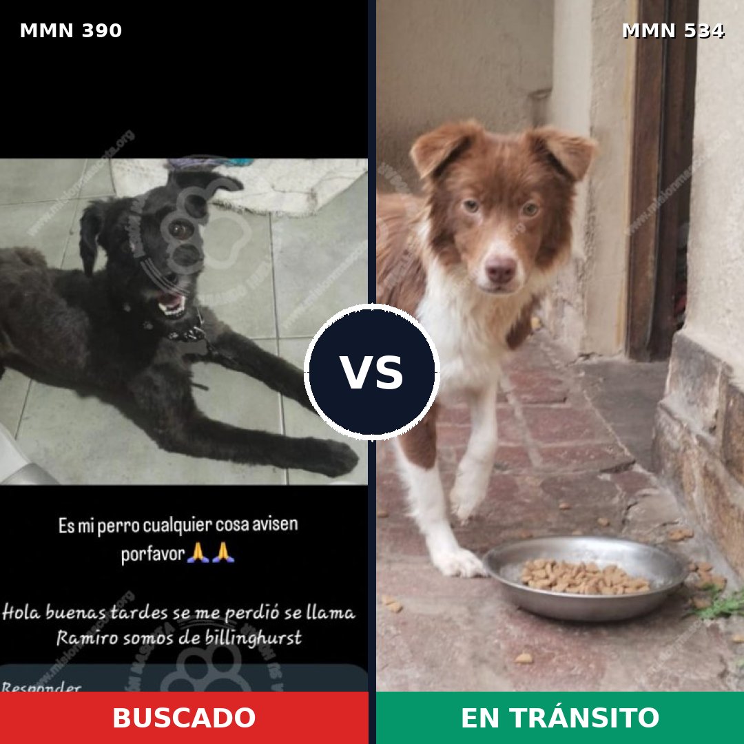 Comparativa MMS 7452: mascota perdida y mascota encontrada, 39% de similitud