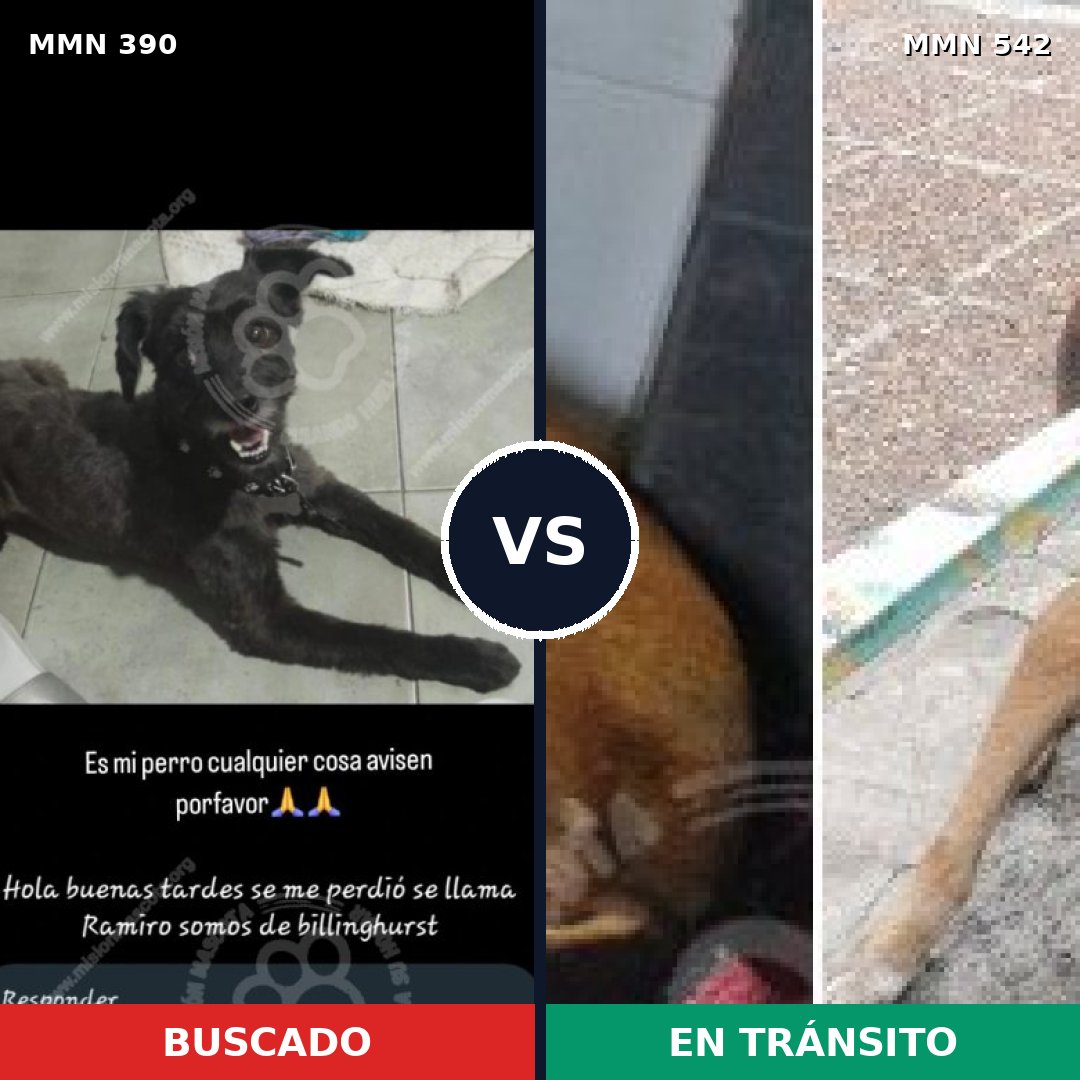 Comparativa MMS 7453: mascota perdida y mascota encontrada, 35% de similitud