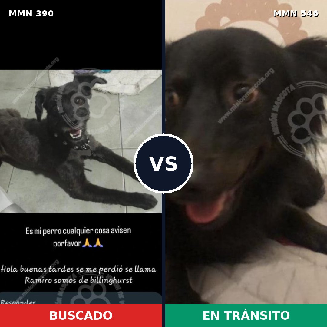 Comparativa MMS 7454: mascota perdida y mascota encontrada, 43% de similitud