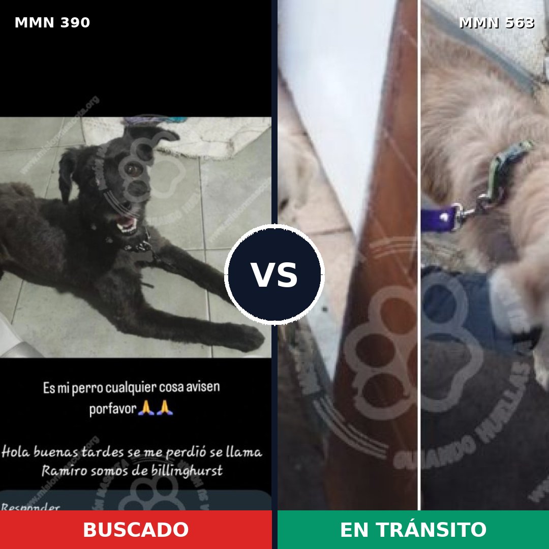 Comparativa MMS 7455: mascota perdida y mascota encontrada, 48% de similitud
