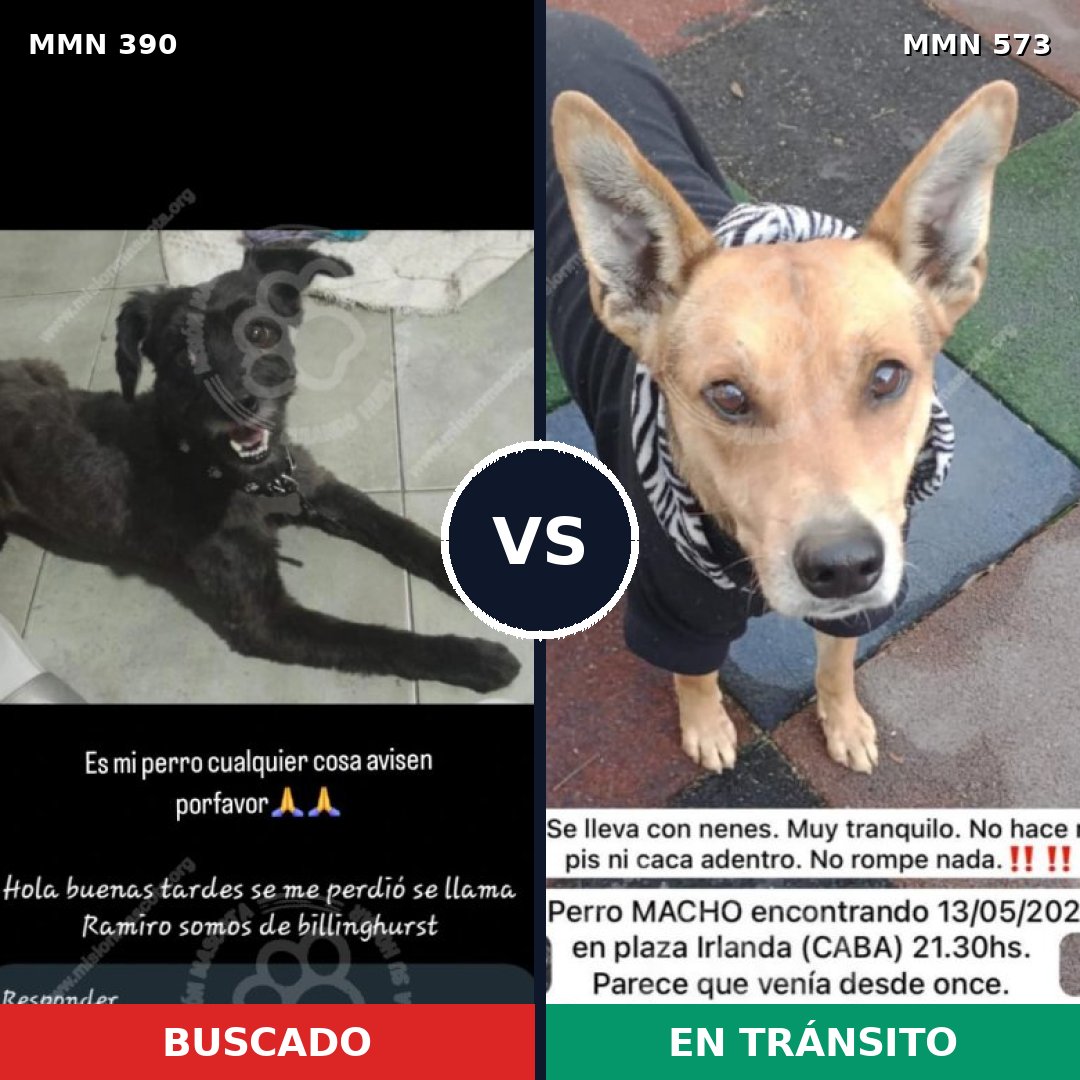 Comparativa MMS 7456: mascota perdida y mascota encontrada, 51% de similitud