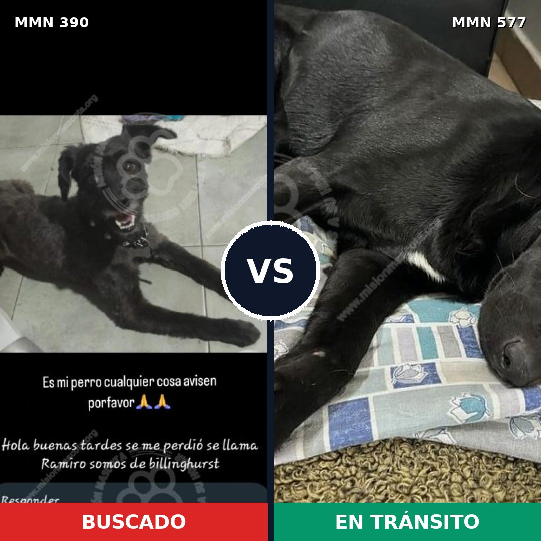 Comparativa MMS 7457: mascota perdida y mascota encontrada, 49% de similitud