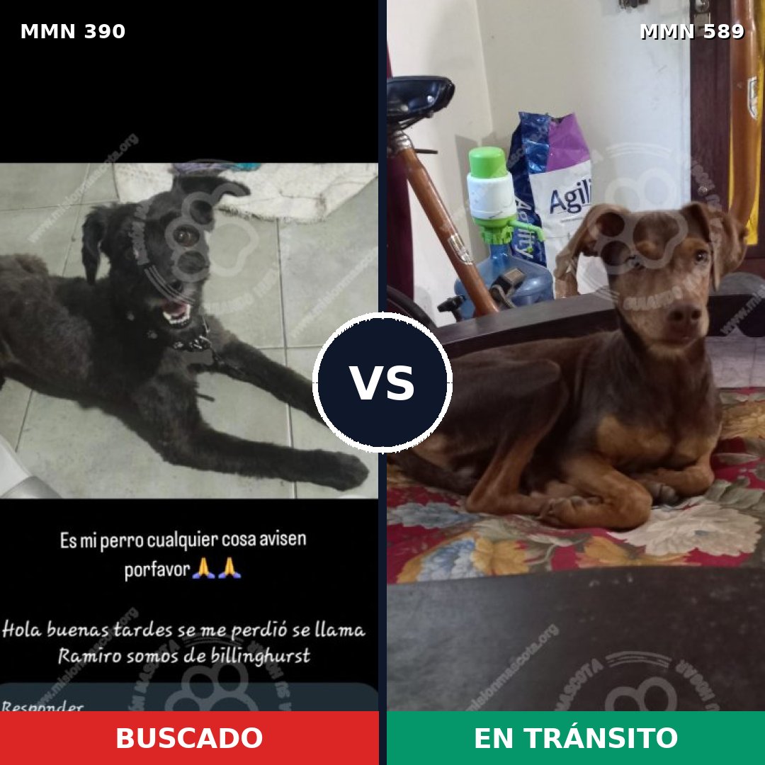 Comparativa MMS 7459: mascota perdida y mascota encontrada, 36% de similitud