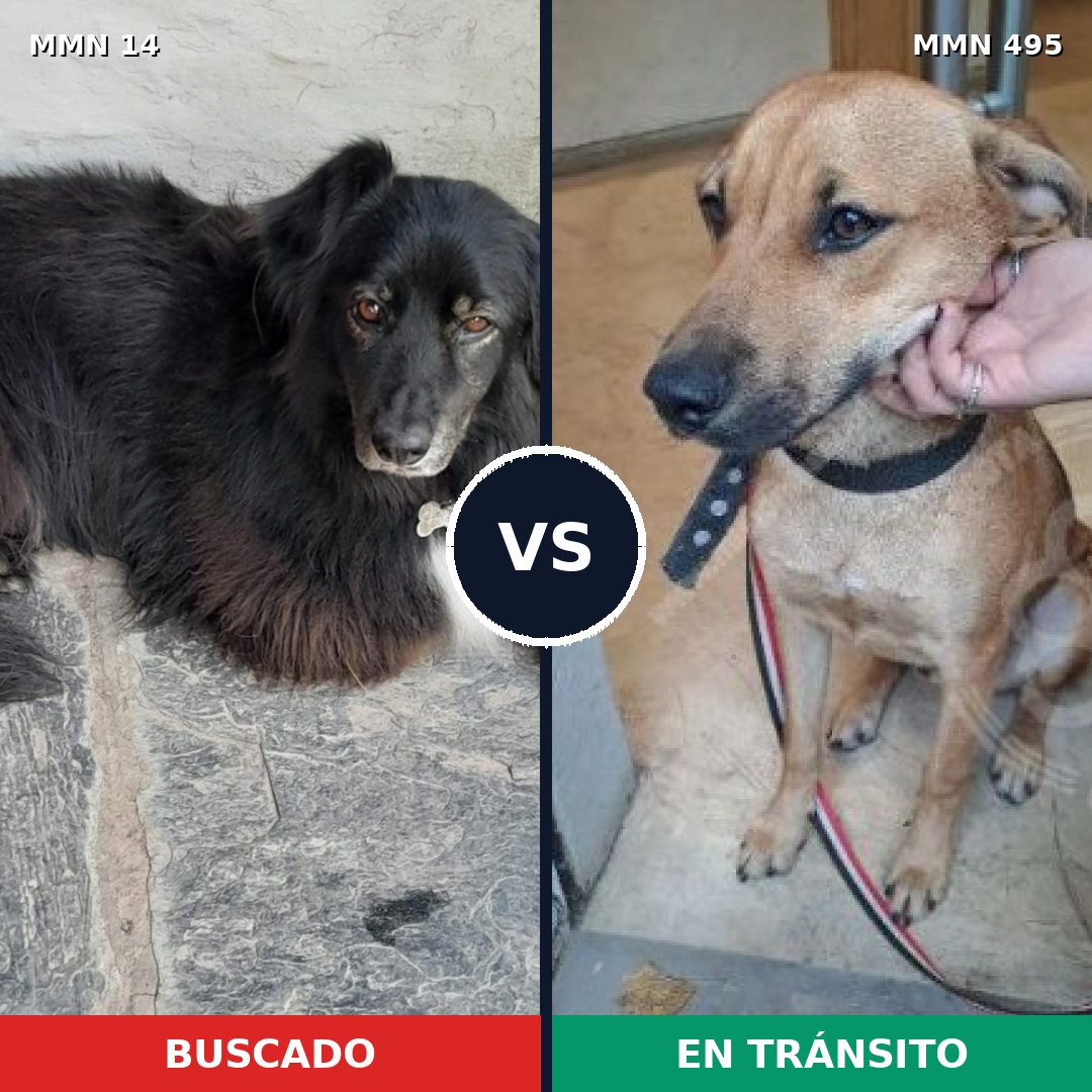 Comparativa MMS 746: mascota perdida y mascota encontrada, 51% de similitud
