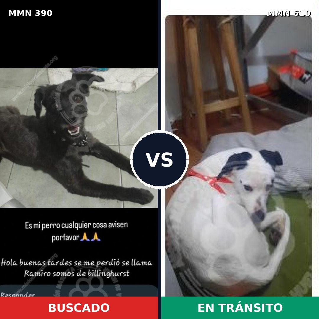 Comparativa MMS 7460: mascota perdida y mascota encontrada, 46% de similitud