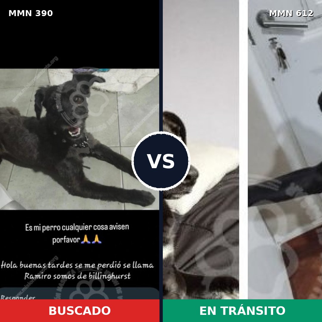 Comparativa MMS 7461: mascota perdida y mascota encontrada, 49% de similitud