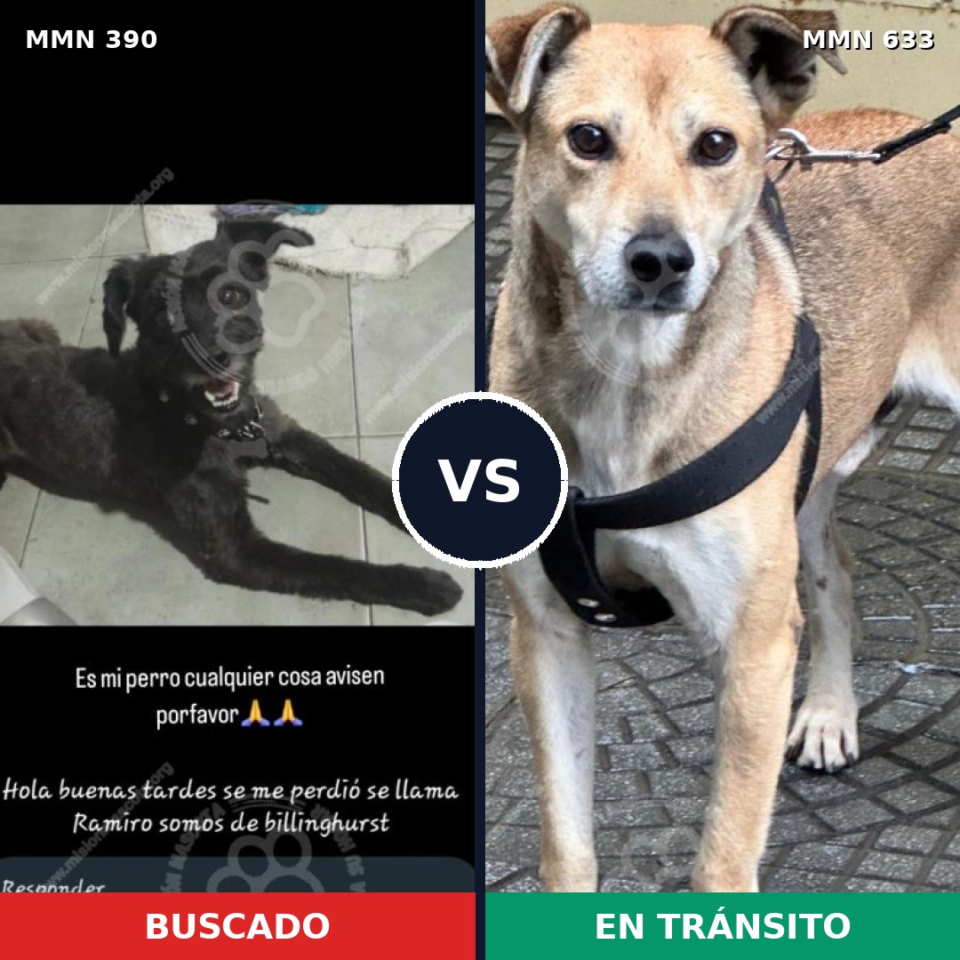 Comparativa MMS 7462: mascota perdida y mascota encontrada, 42% de similitud