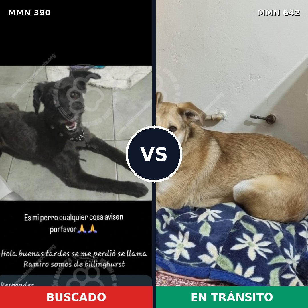 Comparativa MMS 7463: mascota perdida y mascota encontrada, 30% de similitud