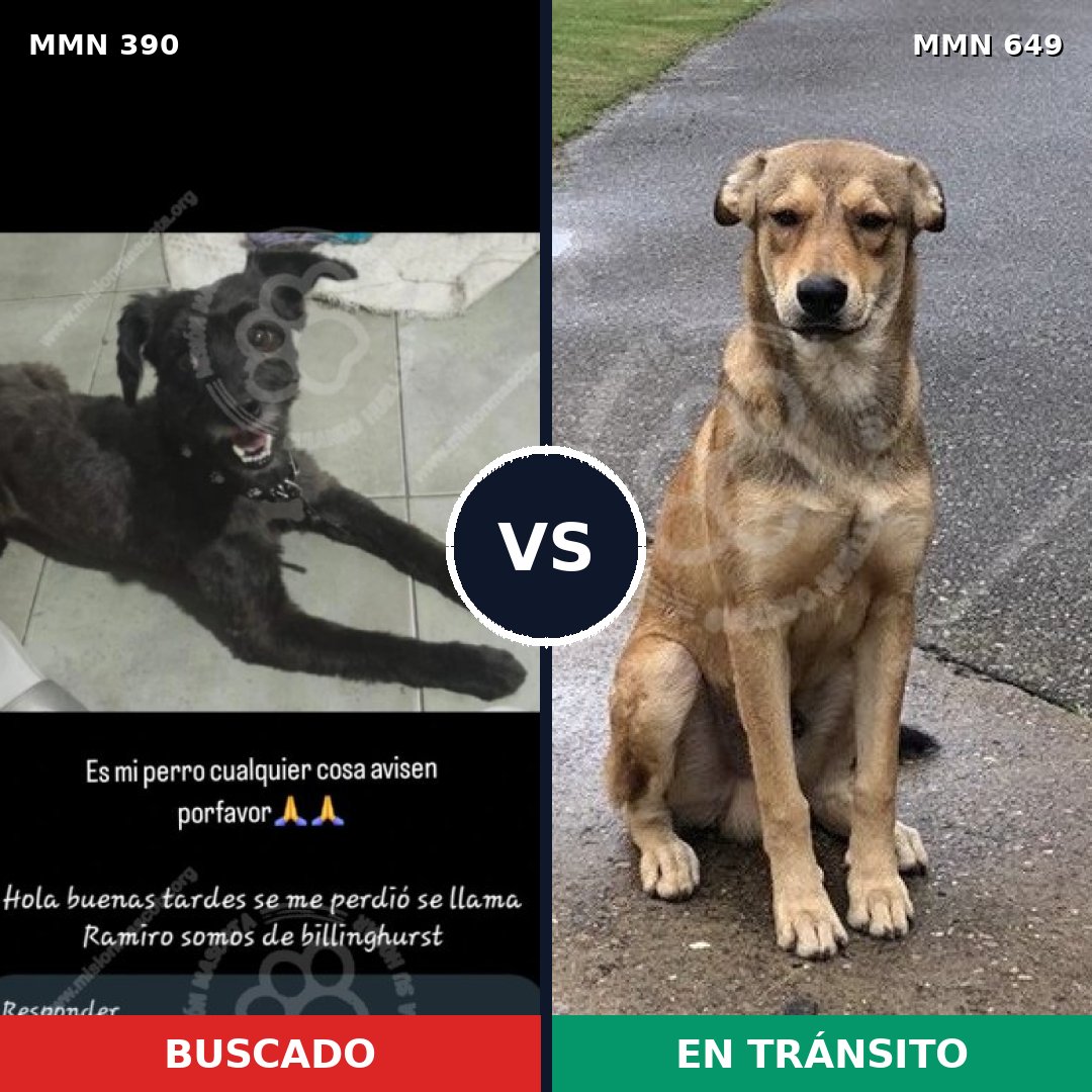 Comparativa MMS 7464: mascota perdida y mascota encontrada, 29% de similitud
