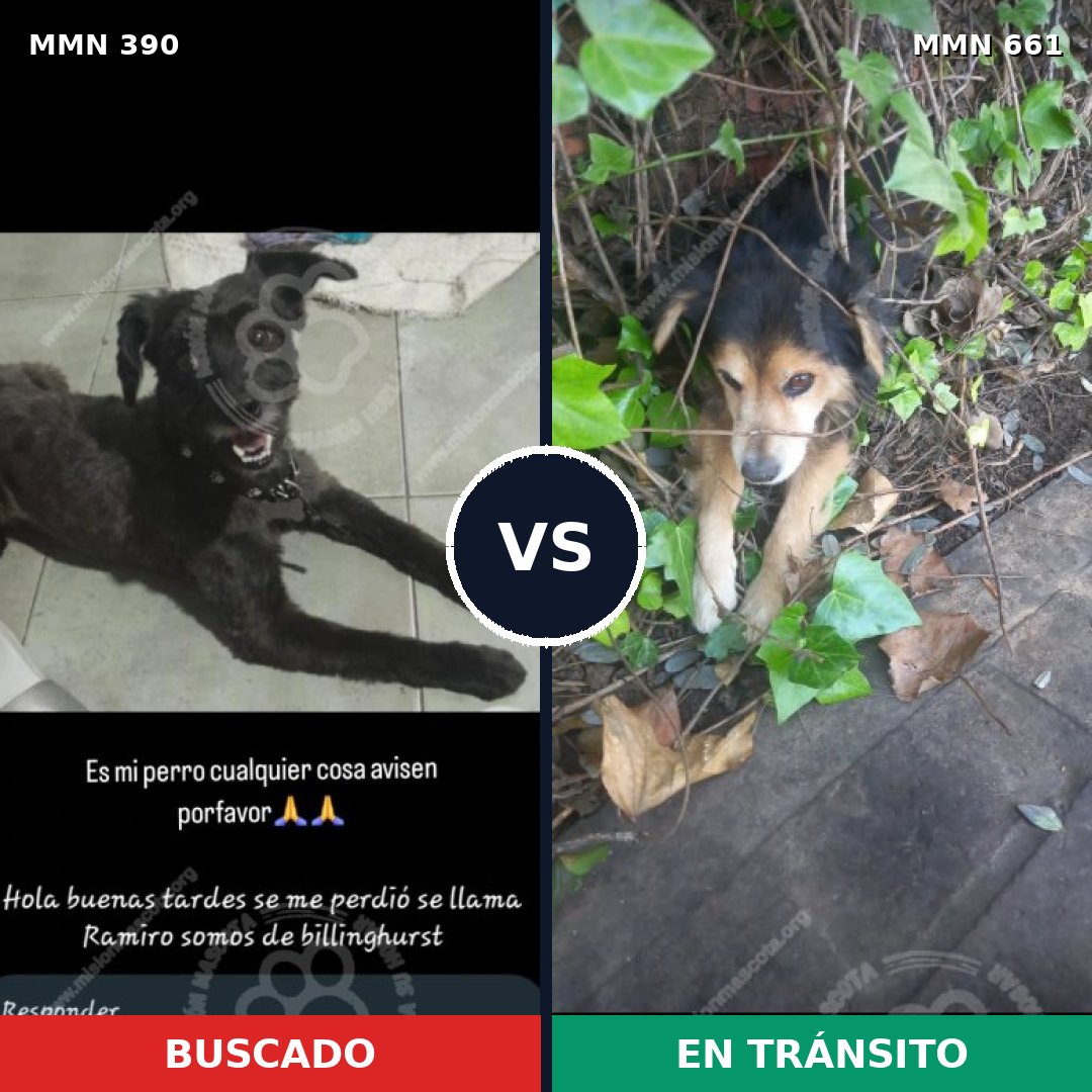 Comparativa MMS 7465: mascota perdida y mascota encontrada, 31% de similitud