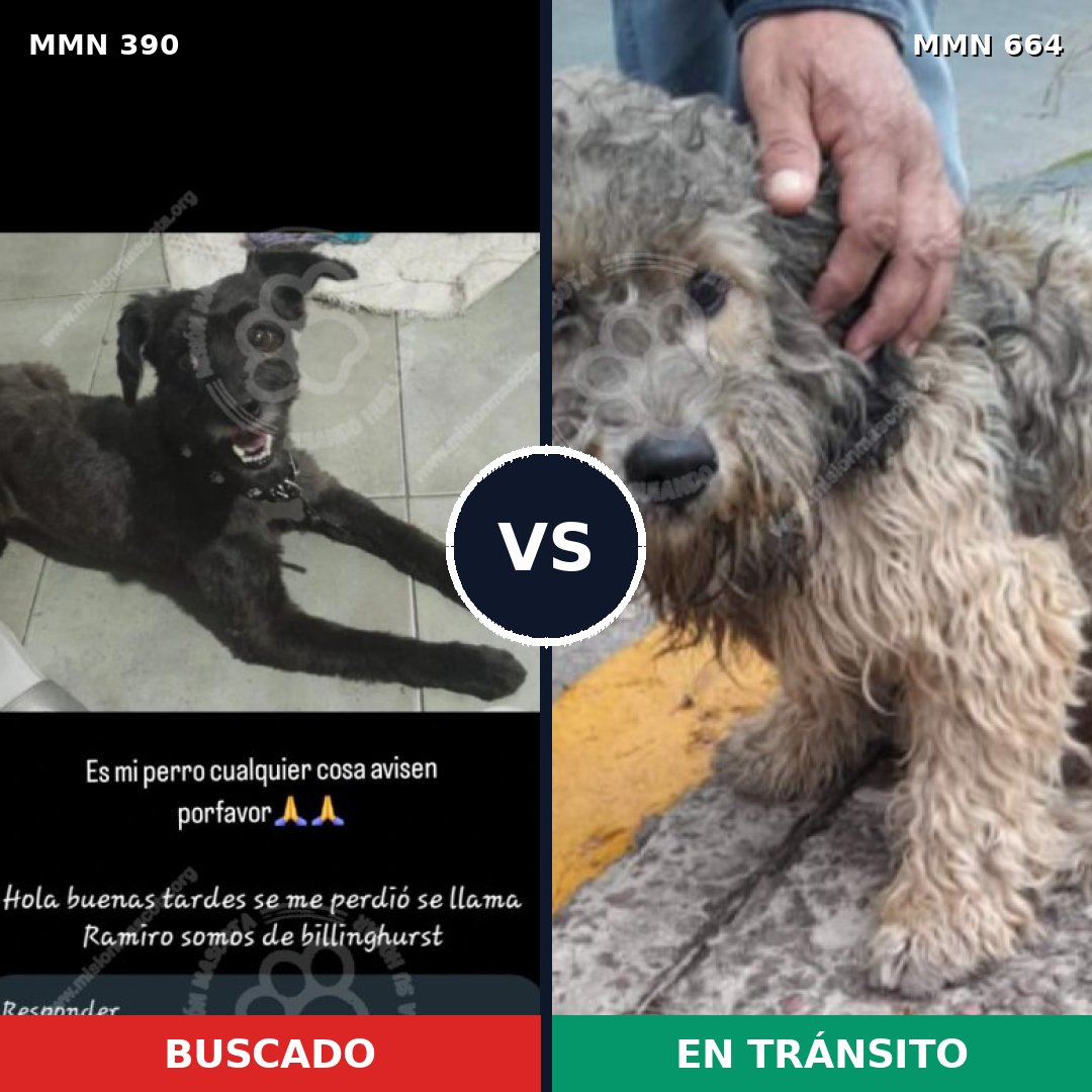 Comparativa MMS 7466: mascota perdida y mascota encontrada, 53% de similitud