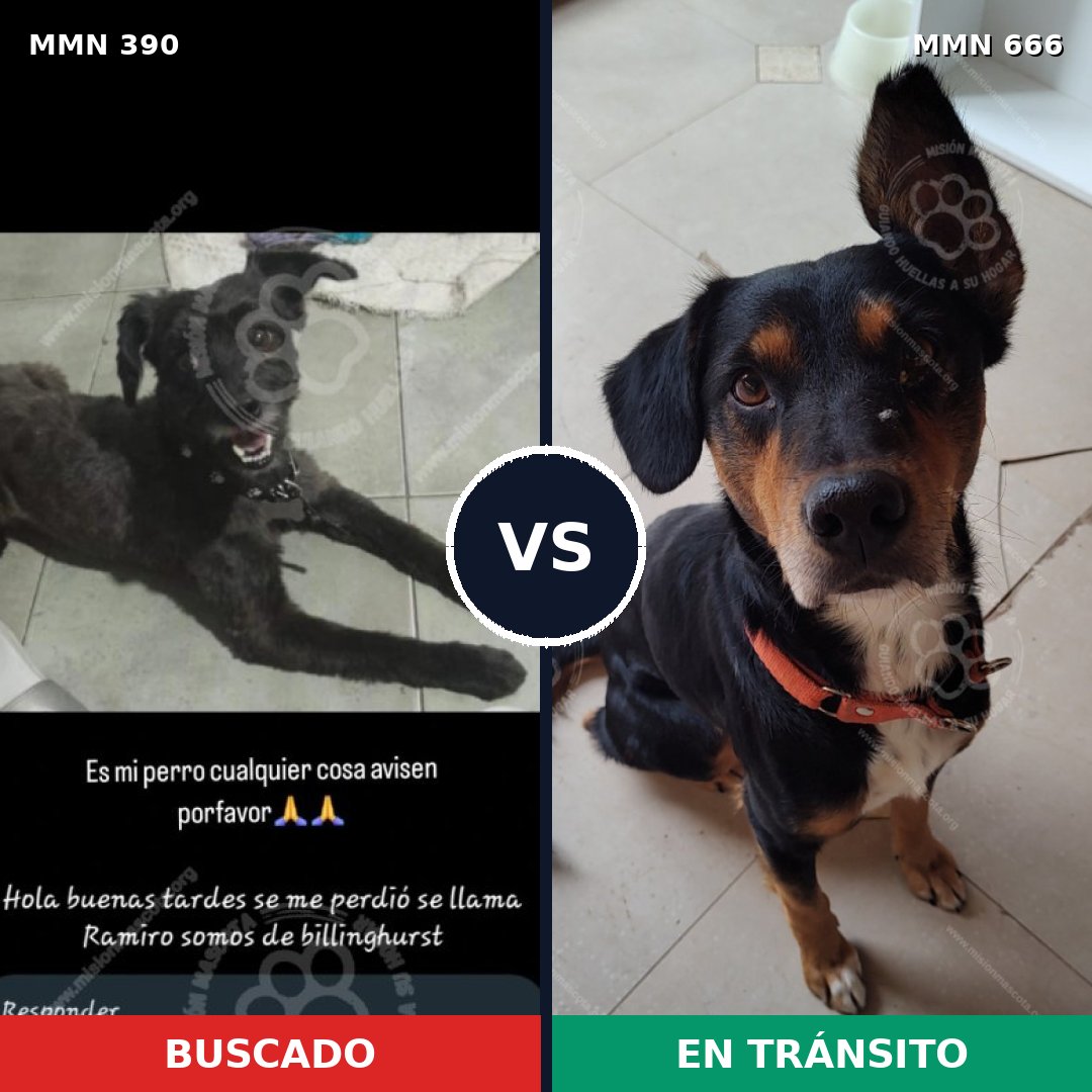 Comparativa MMS 7467: mascota perdida y mascota encontrada, 47% de similitud