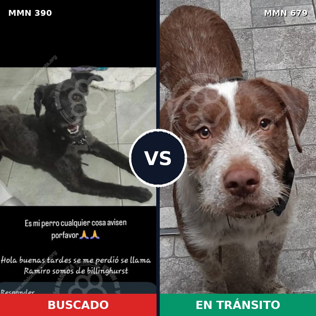 Comparativa MMS 7468: mascota perdida y mascota encontrada, 29% de similitud